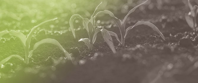 Assessment of Soil and Water Quality Indices in Agricultural Soils of Manouba Governorate, North-East Tunisia