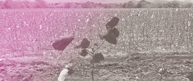 Soil Fertility and Salinity Under Long-Term Alfalfa Cultivation in Arid Agroecosystems