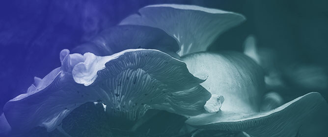 Environmental Adaptation Strategies of Deep-Sea Fungi