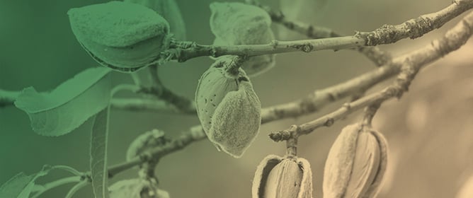 Screening Almond Cultivars for Water Stress Tolerance Using Multiple Diagnostic Parameters