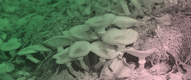 Mushroom Spawn and Its Effects on Mushroom Growth and Development: A Systematic Review