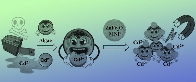 Application of Zinc Ferrite Nanoparticles for the Magnetic Removal of Algae That Bind Cadmium