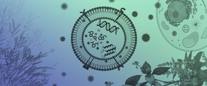 Ayurvedic Medicinal Plants and Plant-Derived Extracellular Vesicles: Current Evidence and Future Perspectives