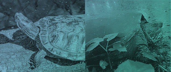 Impervious Surface Is Not a Strong Predictor of Contaminant Accumulation in Freshwater Turtles in a Rapidly Urbanizing Region