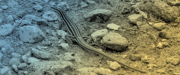 Movement of Desert Grassland Whiptails, <em>Aspidoscelis uniparens</em>, in a Structured Landscape