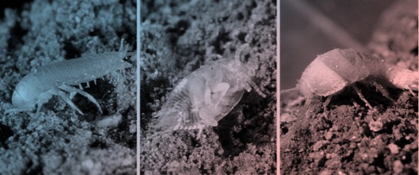 Diversity of Myrmecophilous Silverfish (Insecta: Zygentoma) in Bulgaria