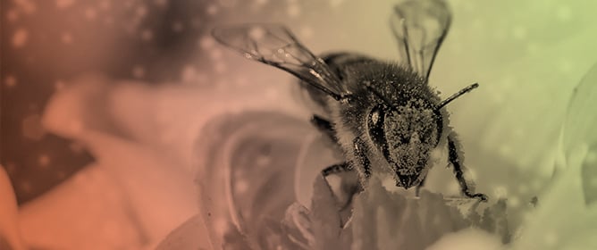 An Update on Mycotoxins in Bee Pollen