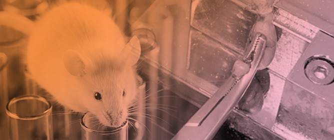 The Resistance to Traction Forces Differs Substantially Between Intestinal Parts, but Not Between In- and Outbred Strains of Mice