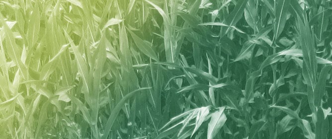 Adjustments of Class III Peroxidases, Plasma Membrane and Tonoplast Sub-Proteomes in Maize Roots Under Cadmium Stress