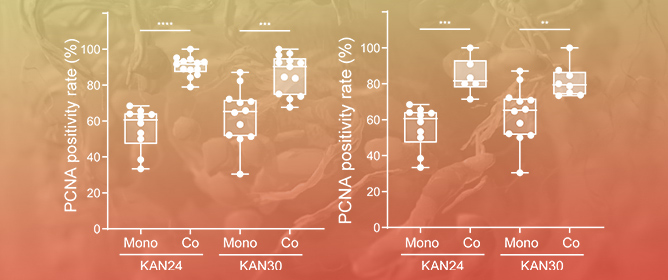 Xenograft-Derived Human Breast Cancer Organoids Can Form Chimeras with Host Mouse Mammary Epithelial Cells Which Promote Tumor Cell Proliferation