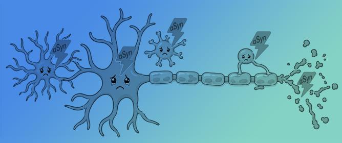 Alpha‑Synuclein: Shared Biology, Divergent Phenotypes