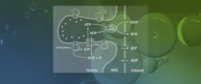 Nucleoside Diphosphate Kinase Family: Evolutionary Analysis and Protective Role in Mitochondrial ROS Production