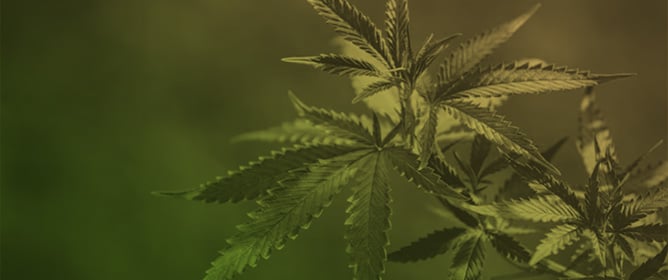 Harnessing Sex Reversion via Chemical Intervention in <em>Cannabis sativa</em> L.