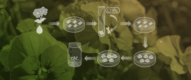 <em>RUBY</em>-Mediated Visual Selection Facilitates Transgenic Screening and Red Floral Pigmentation in <em>Petunia</em> &times; <em>hybrida</em>