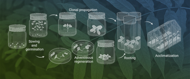 Cold Stress Responses and Adaptation Mechanisms in <em>Moringa oleifera</em> Lam.: A Metabolite-Centred Review