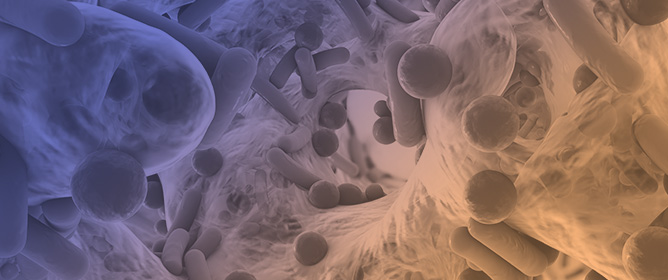 Biofilm Formation and Plastic Degradation in Bacteria from Different Environments: Evidence for Phenotypic Acclimation and Metabolic Exaptation