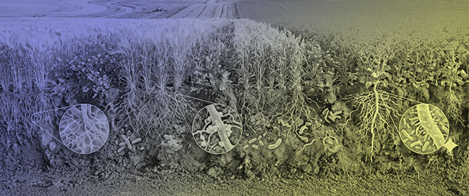 Soil Microbiomes as Key Drivers in Regenerative Agriculture Systems: Soil Health, Pest Suppression, and Yield Sustainability in the Western Canadian Prairies