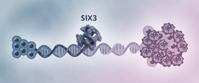 SIX3 as a Regulator of Development and Disease