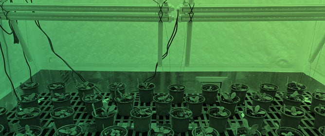 Optimizing Light Quantity and Quality for Accelerating Flowering of Petunia with Associated Changes in <em>FLOWERING LOCUS T</em> Gene Expression