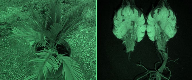 <em>Phytophthora pseudocryptogea</em> Drives Dieback in <em>Cycas revoluta</em>: Comparative Pathogenicity of Three <em>Phytophthora</em> Species