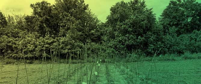 Agroforestry Hedgerows Influence Tomato Fruit Quality Traits Including Soluble Solids, Acidity, and Antioxidant Profiles