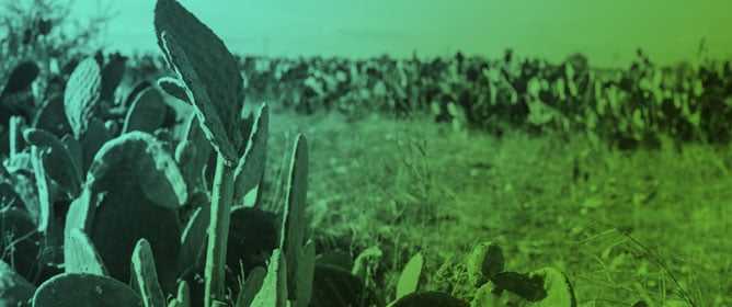 Progressive Out-of-Season Harvests of <em>Opuntia ficus-indica</em> (L.) Mill.: Quality Traits of Fruit in Response to Weather Variability