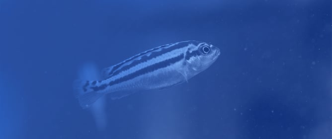 DNA Methylation Dynamics in Development and Disease: Insights from Zebrafish Models