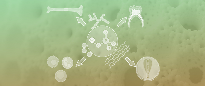 Calcium Phosphate Nanostructured Biocomposites with Applications in Bone Tissue Engineering