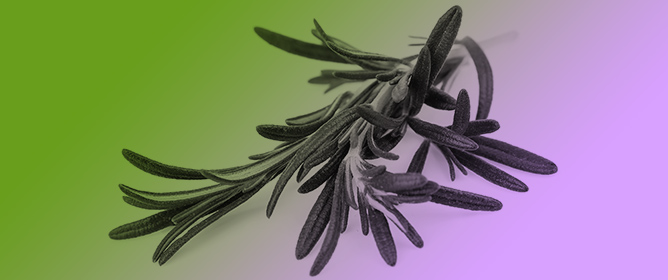 Rosemary Essential Oil as a Natural Additive in Food Industry: Recent Developments in Encapsulation Techniques