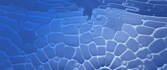 Mesenchymal Stem Cell&ndash;Derived Exosomes Mitigate Cutaneous Radiation Injury Through Coordinated Modulation of DNA Repair, Stress, and Inflammatory Gene Programs