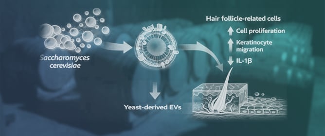Multifunctional Bioactivity of <em>Saccharomyces cerevisiae</em> Extracellular Vesicle in Hair Follicle-Related Cellular Models