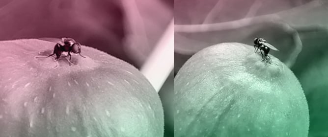 The Black Fig Fly, <em>Silba adipata</em>: Current Knowledge and Research Needs