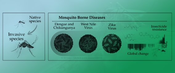Mosquito-Borne Diseases in Europe