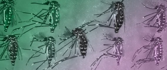 Light-Dependent Color Preferences in Mosquitoes