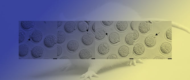 Optimizing IVF for Cryo-Resuscitating Rat Models from Frozen Sperm