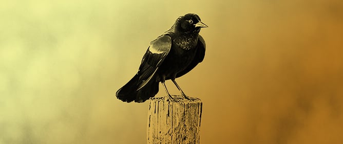 Being Seen and Heard Outweighs the Risk of Predation