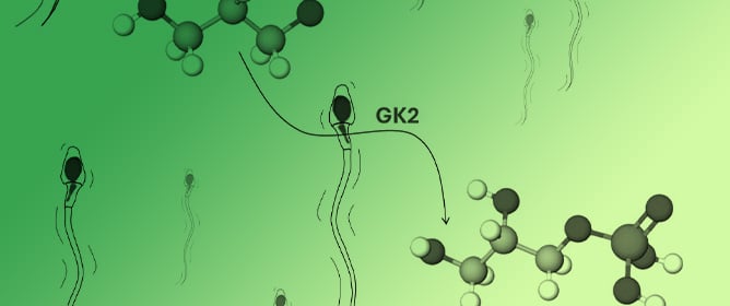 Glycerol Kinase 2 as a Metabolic Sentinel for Human Sperm Motility