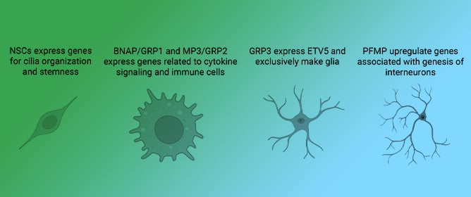 Transcriptional Profiles of Mouse Subventricular Zone Intermediate Progenitors