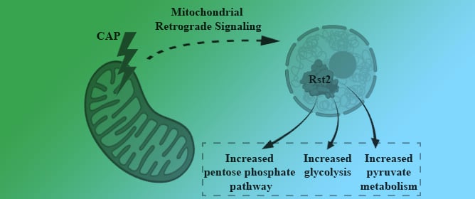 Mitochondrial Translation Inhibition Triggers Carbon Metabolism Reprogramming