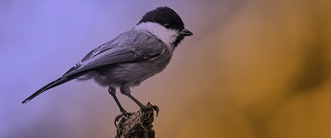 Willow Tits Use Chick-a-Dee Calls for Prophylactic Mobbing