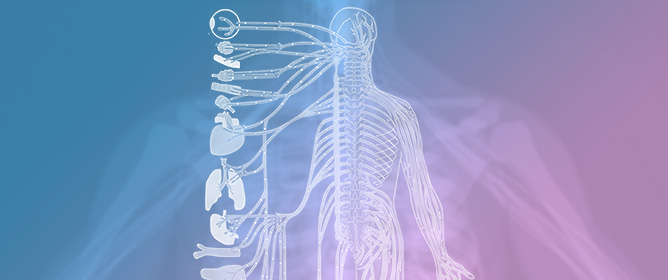 Operationalizing the Mind&ndash;Body Connection: Interoception via the Autonomic Nervous System