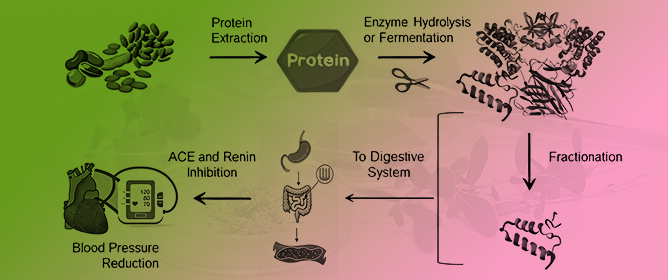 Antihypertensive Peptides and Hydrolysates Derived from Plant Proteins and Their Bioavailability