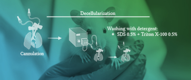 Decellularized Rat Lung Extracellular Matrix as an In Vitro Platform for Canine Yolk Sac&ndash;Derived Endothelial Precursor Cells for Pulmonary Endothelium Reconstruction Studies