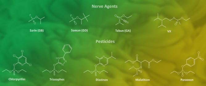 Seizure and Status Epilepticus in Human Organophosphate Poisoning: A Narrative Review