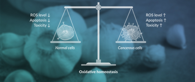 Current State of Knowledge of the Anticancer Properties of Polyphenolic Compounds from Garlic (<em>Allium sativum</em> L.)