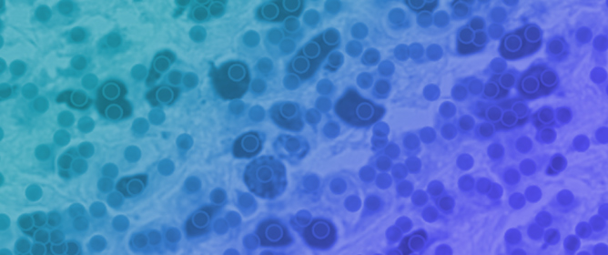 Automated Assessment of Ki-67 Labeling Index Using Cell-Level Detection and Classification in Whole-Slide Images
