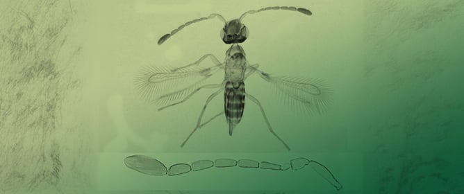 Two Native Fairyflies Are Egg Parasitoids of the Invasive Two-Spot Cotton Leafhopper in Florida