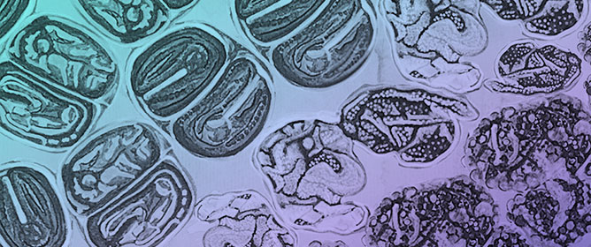 Are Surfactant-Modified Zeolites Toxic to Non-Target Microorganisms?