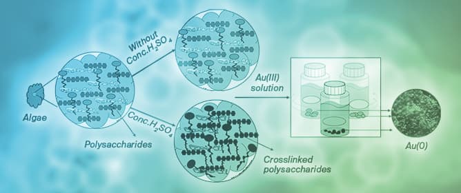 Selective Recovery of Gold Using Two Sea Algae (<em>Ulva lactuca</em> and <em>Ulva pertusa</em>) with or Without Concentrated Sulfuric Acid Treatment