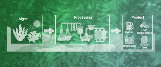 Algae Valorization Pathways and Their Potential Relevance to Nutrient Recovery in Eutrophic Waters